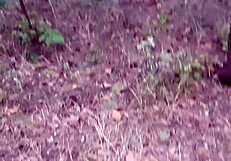 Mooie vreemdeling verrast me in openbaar bos met likken van mijn harige kut. Onvergetelijk orgasme!