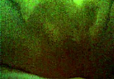 Tiny webcam girl shows off cock and jacks off