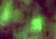 Squirt During Intense Oral and Squirting Session