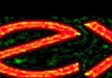 ¡Guau, la encantadora Lexi se hace una paja!