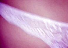 Chava showing her ass in thong and spreading it wide