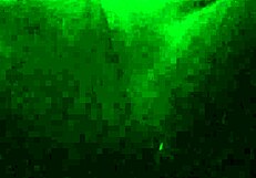 Can Cd Meena's Big Ass Dick Tease You?