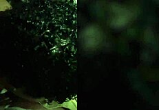 Sidechick Gives Blowjob to Diamond Banks