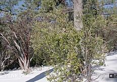 tied up twink submits to wild adam ramzi