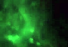 SKS&SNO INTERRACIAL COUPLE PLAYS WITH ASS