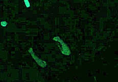 scarlett johnson in blacklight sex pov 4 😈