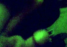 Skinny Wife Enjoys Quiet Evening