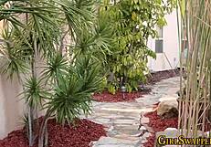 Stepdaughter giving head to big cock?