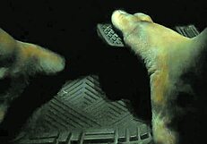 the driver accidentally touches the gas pedal with his bare toes while groping the feet 😲