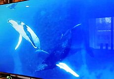 foot fetish babe teases with toes and wet pussy in wild action