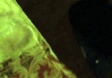 Mature amateurs engage in total mouth fucking