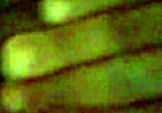 I's masturbatin' my creamy beef curtain, oh yeah!