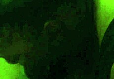 Sucking That Big Black Cock!