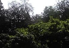 Three Blonde Fairies Dirty Talk Bang Big Dick