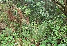 Очарован ее чувственными изгибами