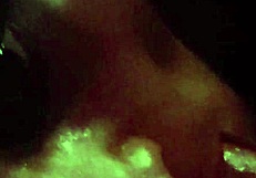 Transsexual amateur sucking monster cock in POV scene