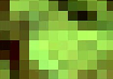 Worship My Feet In Socks