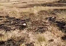 i'm in a public bush, teasing my clit and fat pussy