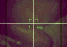 Pussy Play Action With Ebony Gay