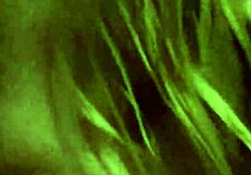 casadinha sucking dick with emotion