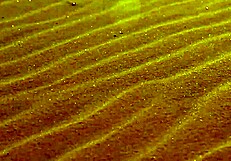 Japanese Girl In Cute Bikini