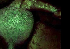 Masturbating To Horny Lesbian Cumshot Action