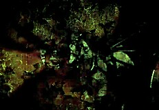 vintage black pussy gets white cocks in threesome