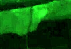 Ebony BBW displays her plump pussy