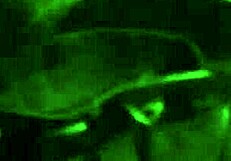 Latina couple enjoys sucking on a big candy cane together