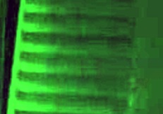 The curvy latina's big ass jiggles enticingly