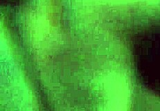 Zorra gets wild at a holiday party, confessing bad behavior while banging a young lover. The affair heats up fast.