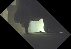 Etalon Gets Drained with Full Balls at Glory Hole Sucking