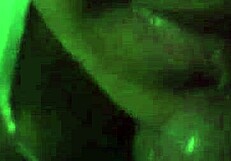 Small Cock Sucking Action in Episode 03