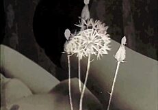 vintage roommates explore each other's hairy bodies in the dorm.