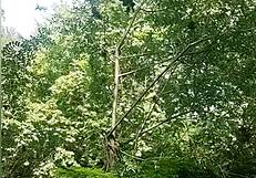 Young woman masturbates in the river unaware of the voyeur watching