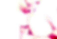 New Year’s blast with Loren Strawberry, Lara Frost, Whiteneko, Baby Bamby in first double anal. No pussy action, just pure DAP!