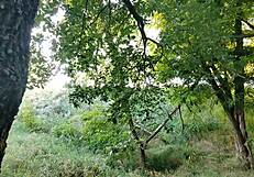 Wow, Beautiful Girl Screwed by Stranger in Wild Forest!