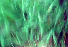 Veo un lugar abandonado y no me aguanto ir a coger lumialux