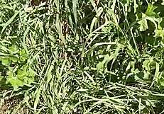 Gretala's Excited Orgasm in Meadow Cave with Sensual Submissive Sex