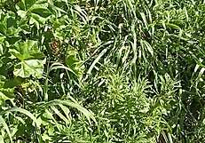 Gretala's Excited Orgasm in Meadow Cave with Sensual Submissive Sex