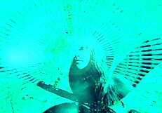 Dark lantern entertainment presents the dragonfly retro film