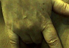 Wife Shows Pussy Masturbating