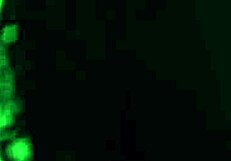 Eighteen Year Old Amateur Latina Girlfriend Gets Fucked by Big Dick and Squeals with Pleasure in Old and Young Scene