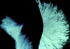 Vintage Taboo Family Fantasy