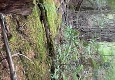 Horny Amateur Couple Fucks Outdoors Doggystyle In Public Park