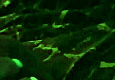 Ebony Handjob Too Long to Swallow