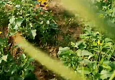 Husband Boldly Fucks Wife Mamat in Mustard Field Outdoor