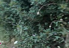 Nippleringlover Kinky MILF Pissing Outdoors with Pierced Pussy Flashing