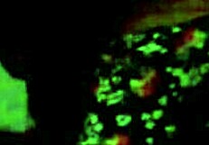 Perla rides and moves sexily on cock.