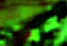 Perla rides and moves sexily on cock.